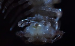 Polydesmus coriaceus