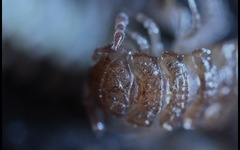 Polydesmus coriaceus