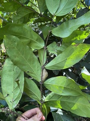 Heteropterys laurifolia