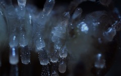 Polydesmus coriaceus