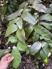 Heteropterys laurifolia