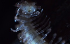 Polydesmus coriaceus