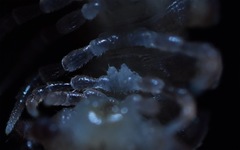 Polydesmus coriaceus