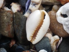 Erronea subviridis