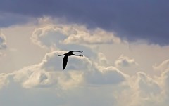 Phoenicopterus roseus