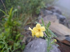 Lithospermum mirabile