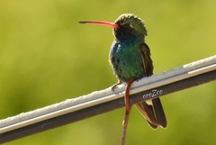 Cynanthus latirostris