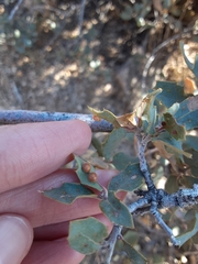 Sphaeroteras pulchripennis