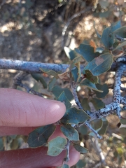 Sphaeroteras pulchripennis