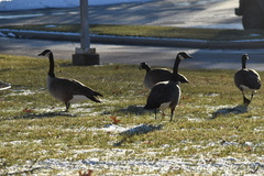 Branta canadensis