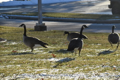Branta canadensis