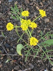 Lomatium ambiguum