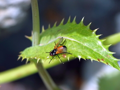 Huttonobesseria verecunda