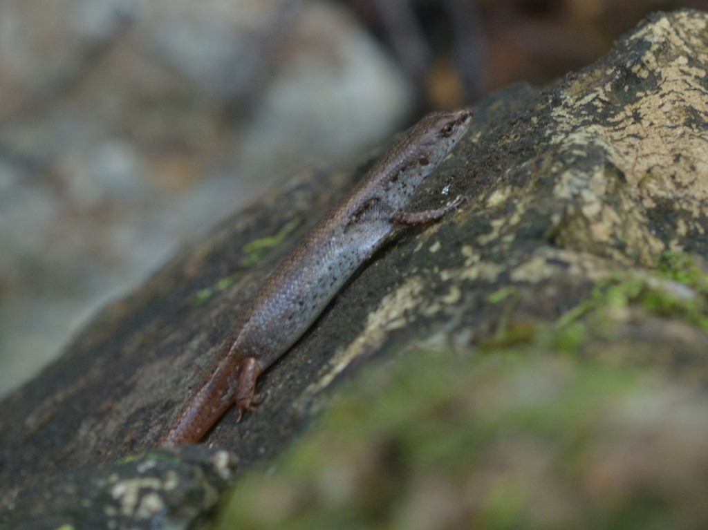 Northern Pale-hipped Skink