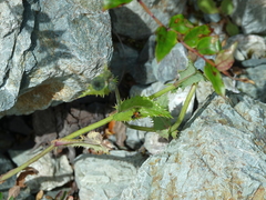 Huttonobesseria verecunda