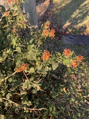 Lantana