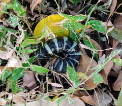 Pachylia syces
