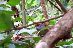 Synallaxis ruficapilla