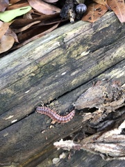 Pseudopolydesmus canadensis