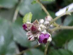 Rubus