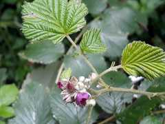 Rubus