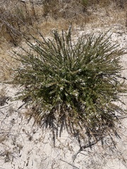 Myoporum brevipes