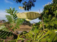 Cenostigma pluviosum