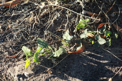 Aristolochia wrightii