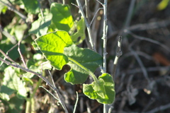 Aristolochia wrightii