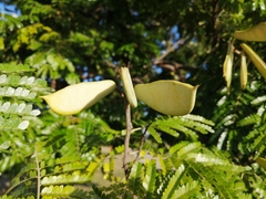 Cenostigma pluviosum