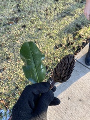 Magnolia grandiflora