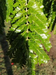 Cenostigma pluviosum