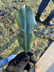 Magnolia grandiflora