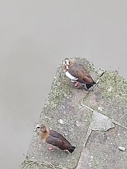 Alopochen aegyptiaca