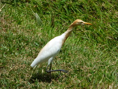 Bubulcus ibis