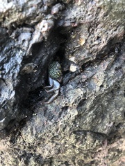 Geograpsus lividus