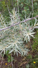 Hippophae rhamnoides