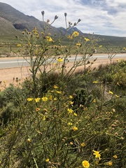 Osteospermum imbricatum