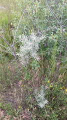 Hippophae rhamnoides