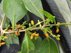 Struthanthus calophyllus