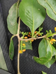 Struthanthus calophyllus