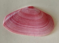 Eurytellina simulans