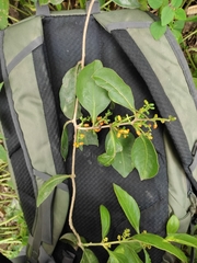 Struthanthus calophyllus