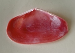 Eurytellina simulans