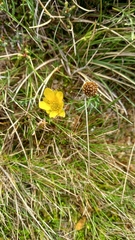 Ranunculus gunnianus