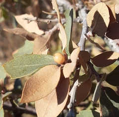 Andricus coconinoensis