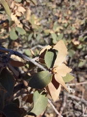 Andricus coconinoensis