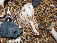 Marmorofusus nicobaricus