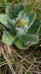 Craspedia costiniana