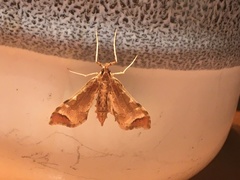 Leucinodes cordalis